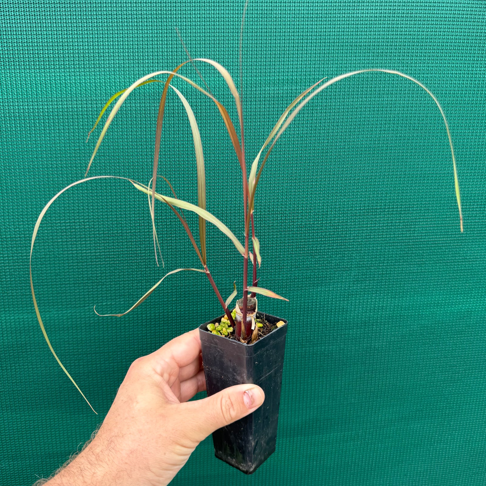 Purple Sugar Cane NEW
