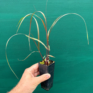 Purple Sugar Cane NEW
