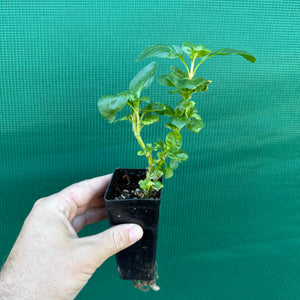 Brazilian Spinach - Alternanthera sissoo