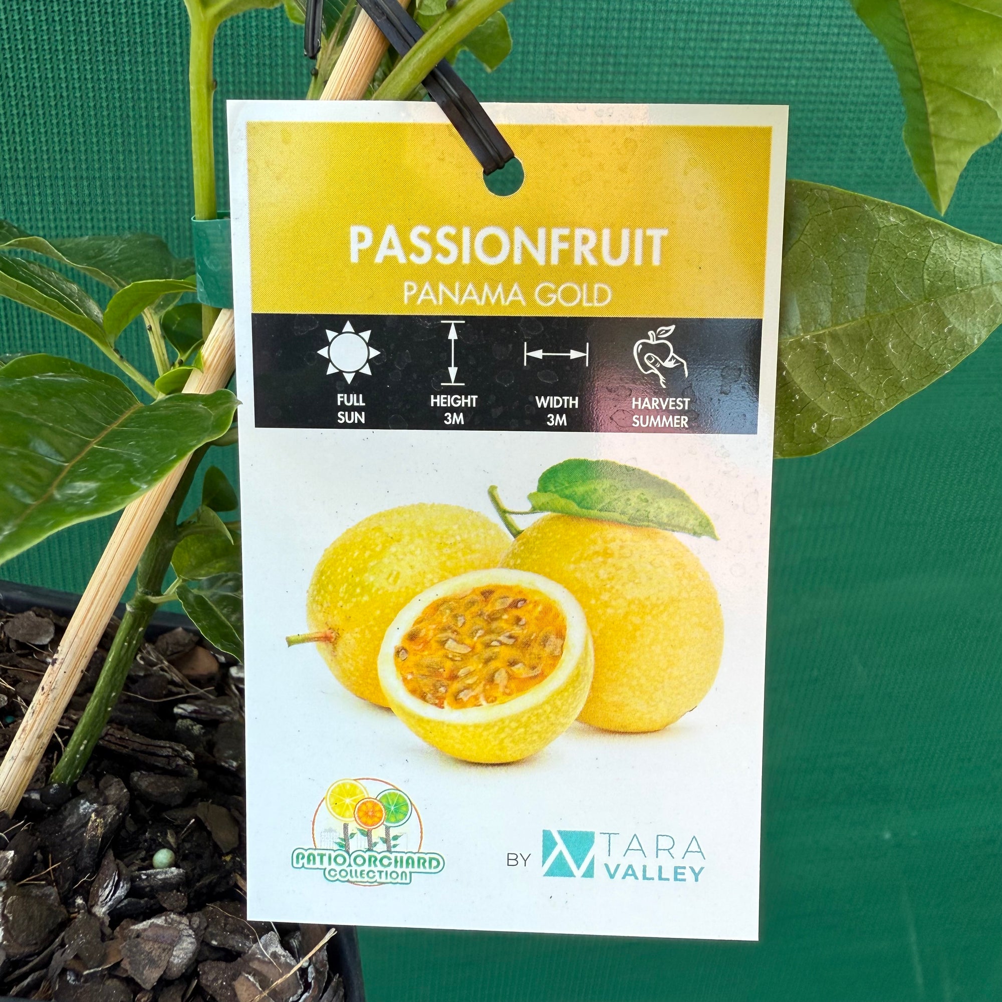 Passion Fruit - Panama Gold NEW