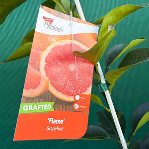 Grapefruit ‘Flame’ (Grafted) NEW