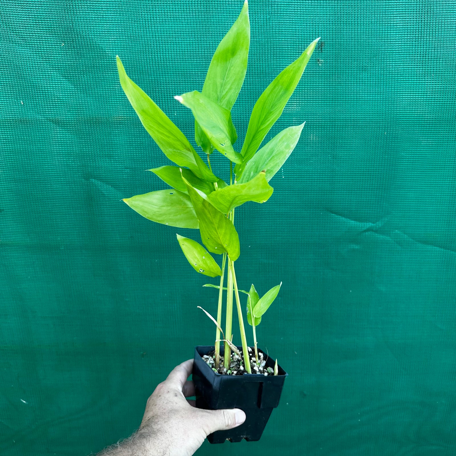 West Indian Arrowroot - Maranta arundinacea NEW