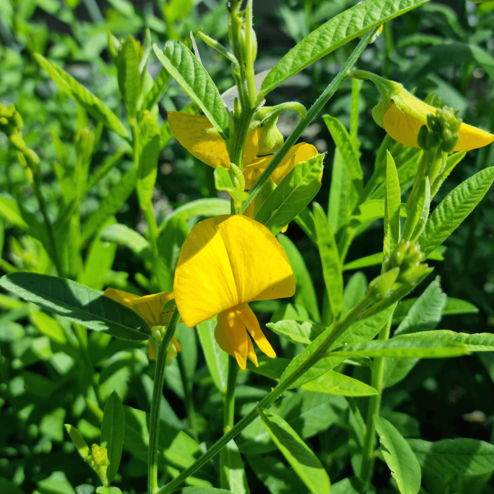 Sunn Hemp (Crotalaria juncea) NEW