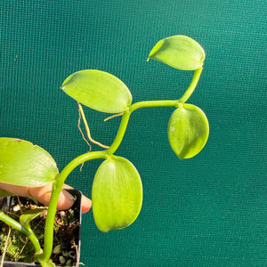 Vanilla Bean (Vanilla planifolia) NEW