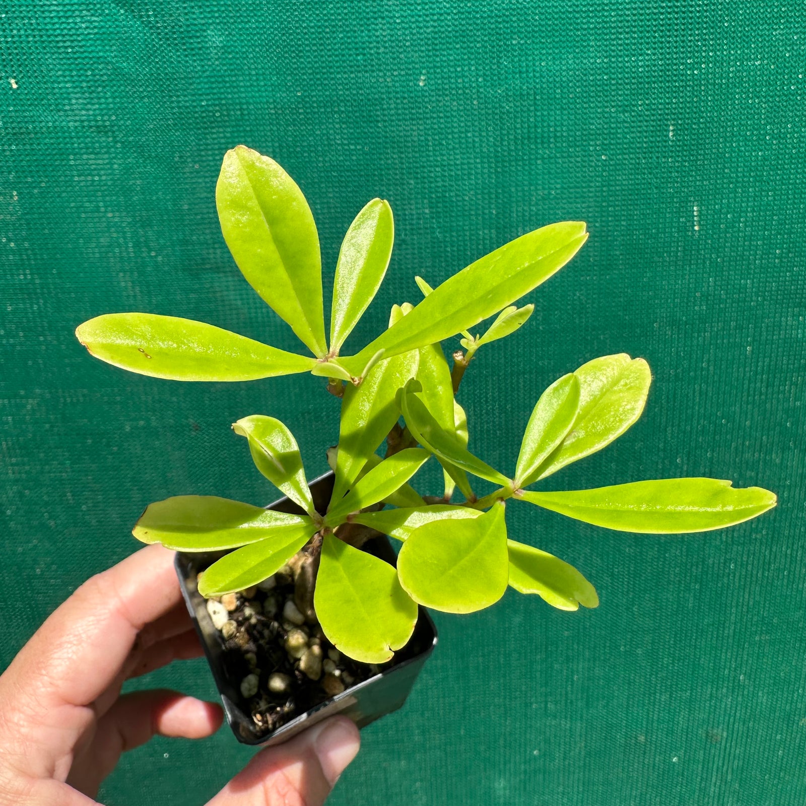 Suriname Spinach - Talinum triangulare NEW