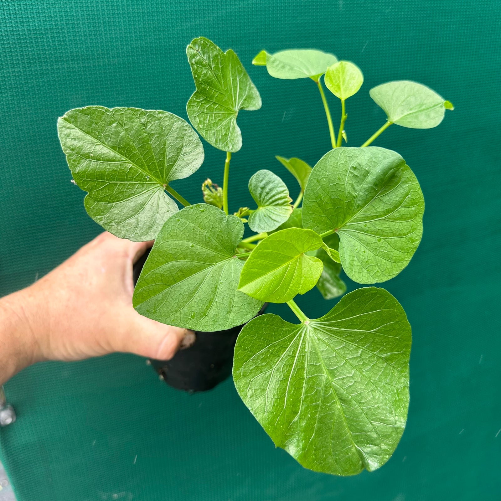 Sweet Potato ‘White on White’