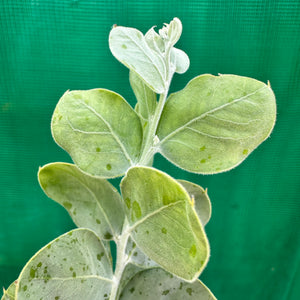 Queensland Silver Wattyl - Acacia podalyriifolia