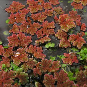 Fire Red Azolla  NEW