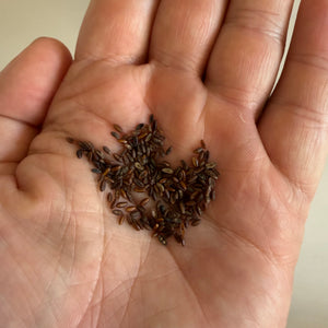 Plantain (Plantago lanceolata) NEW