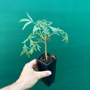 Elderberry ‘Fancy Leaf’ NEW