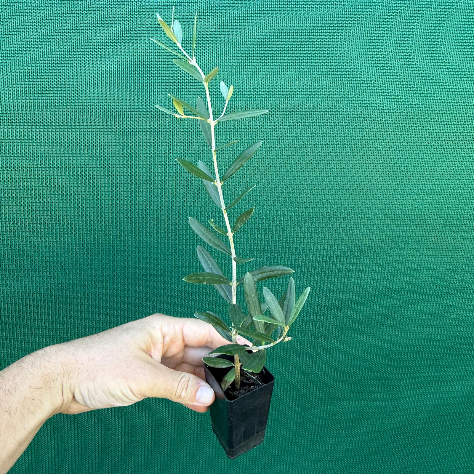 Olive ‘Tolley’s Upright’ NEW