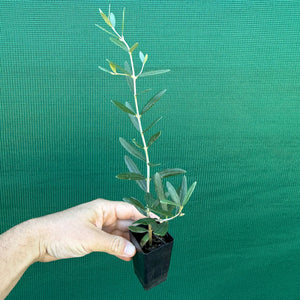 Olive ‘Tolley’s Upright’ NEW