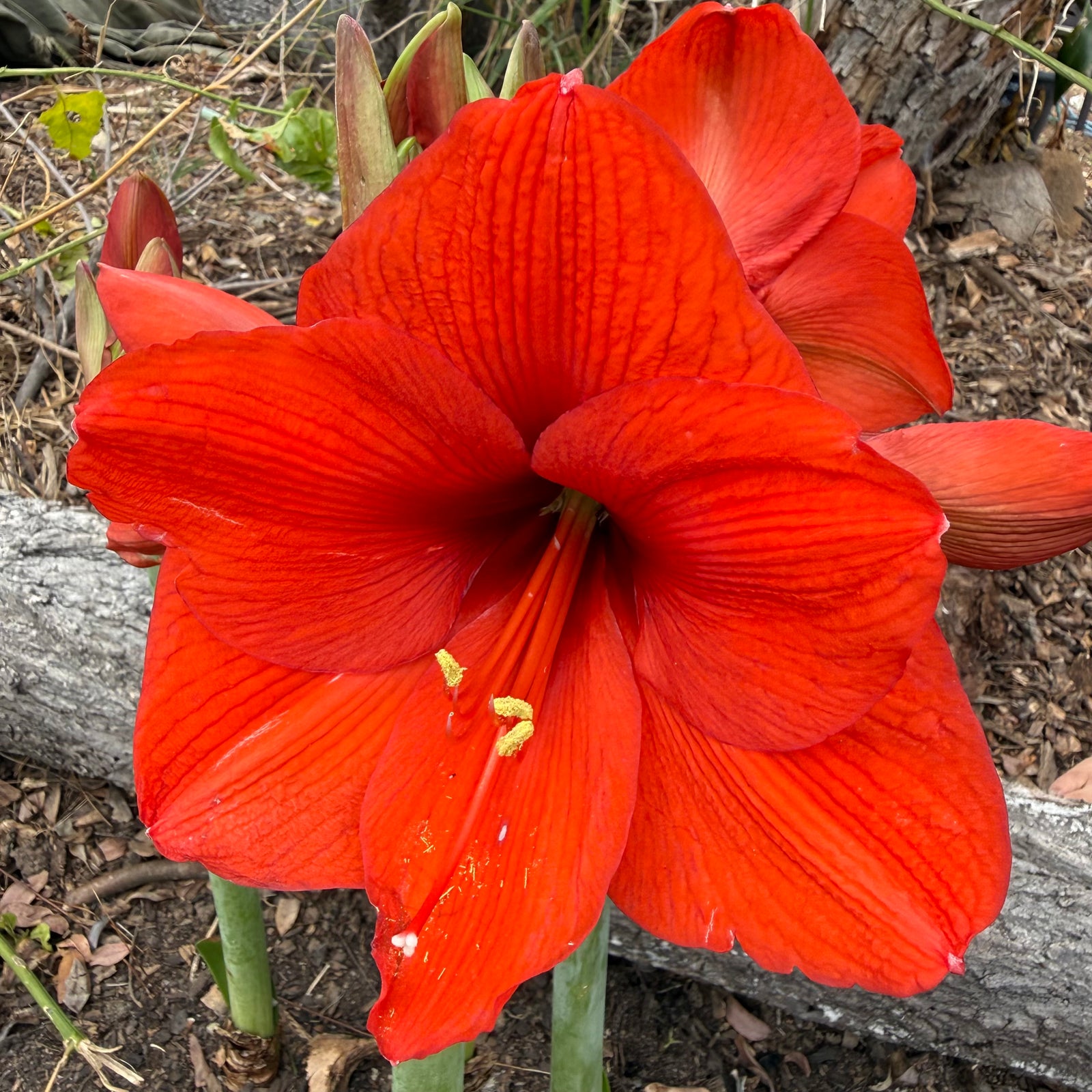Hippeastrum ‘Orange Sovereign’ NEW