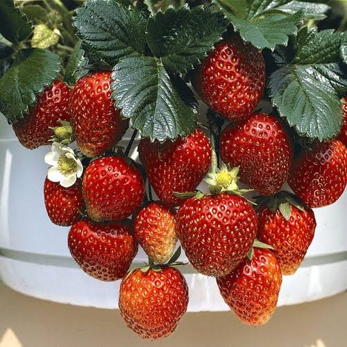 Strawberry - Temptation NEW
