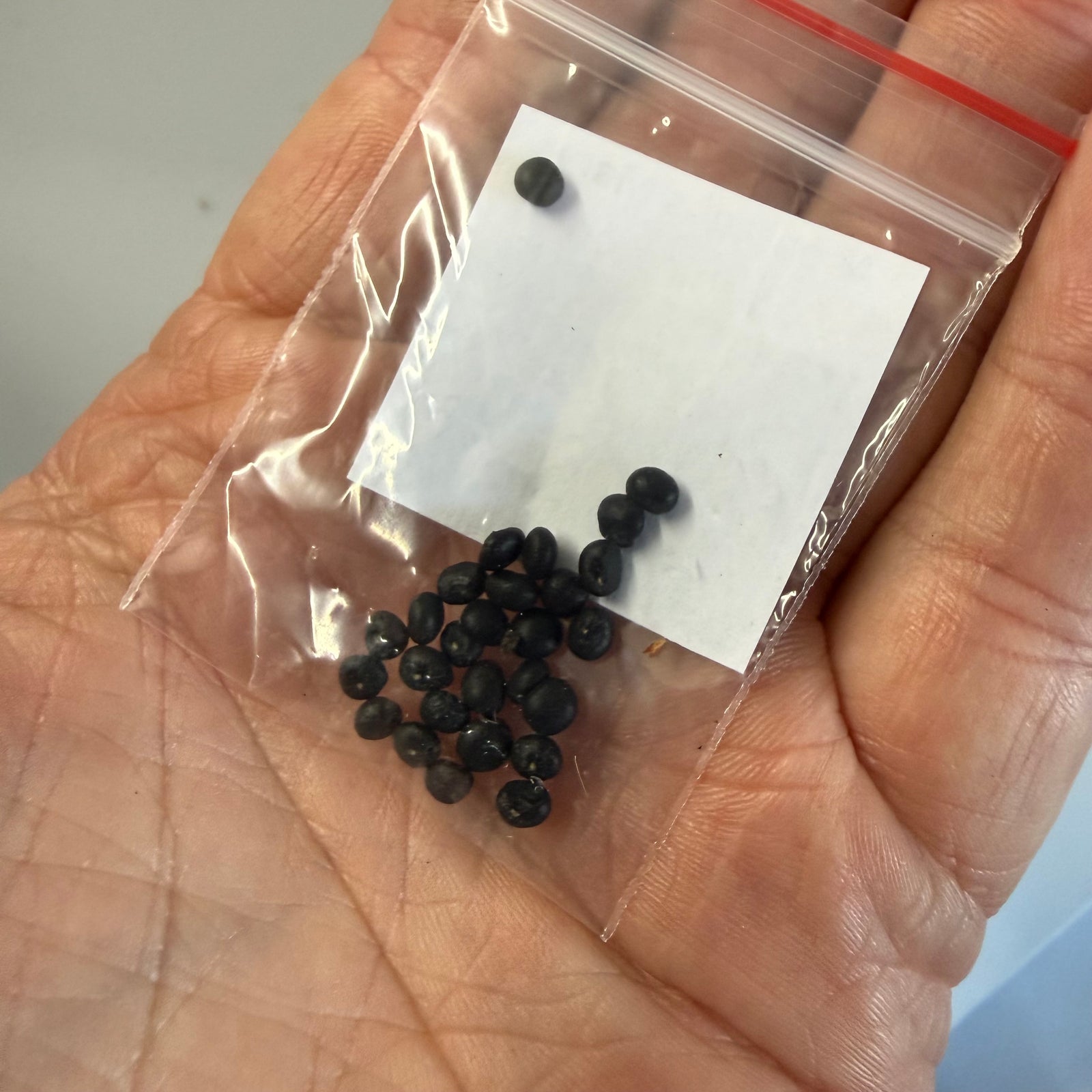 Egyptian River Hemp (Sesbania sesban) NEW