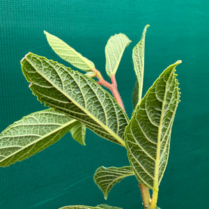 Sandpaper Fig (Ficus coronata) NEW