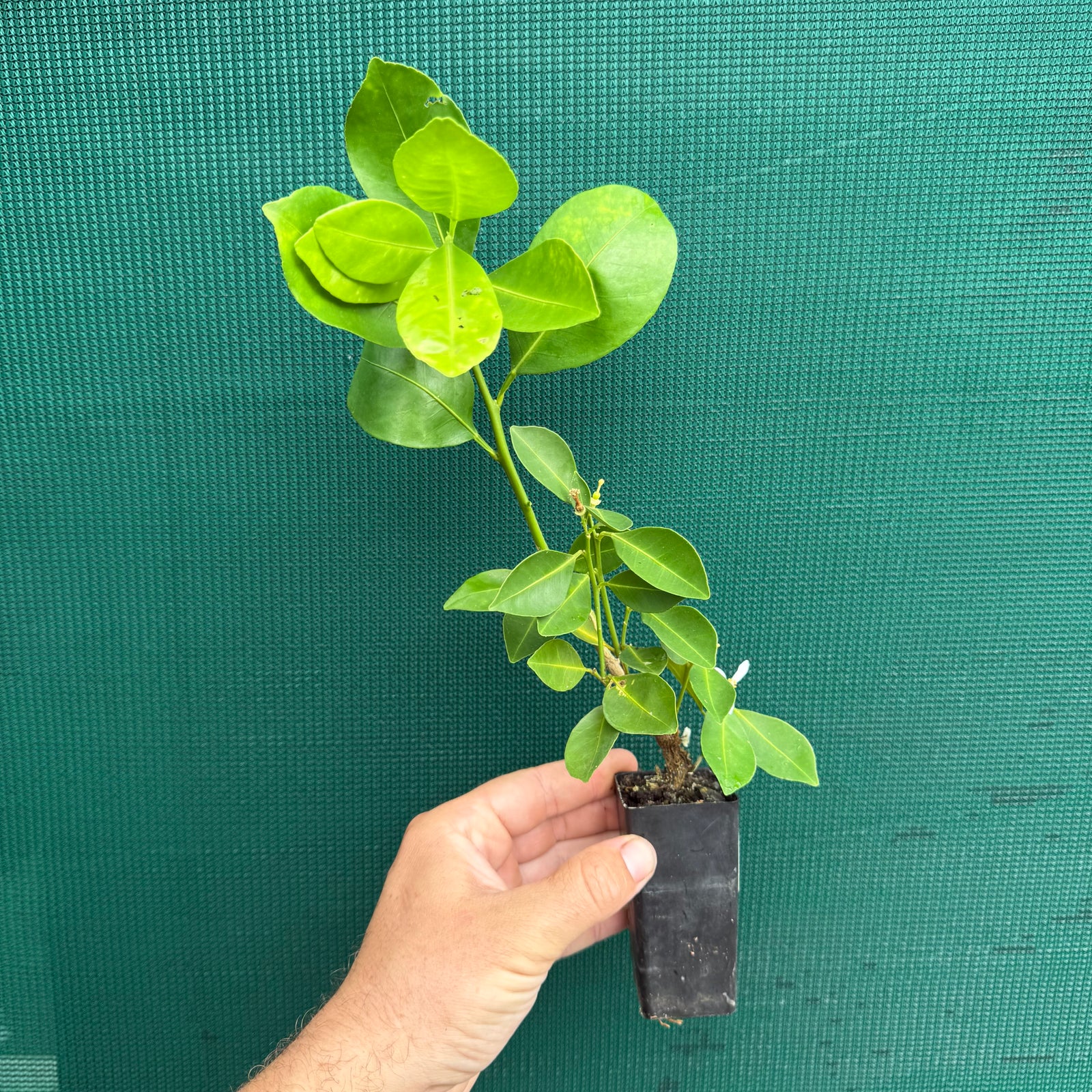 Kumkuat - Citrus japonica NEW