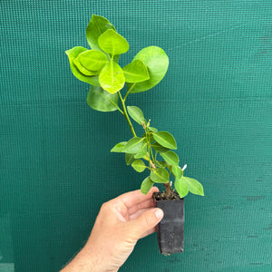 Kumkuat - Citrus japonica