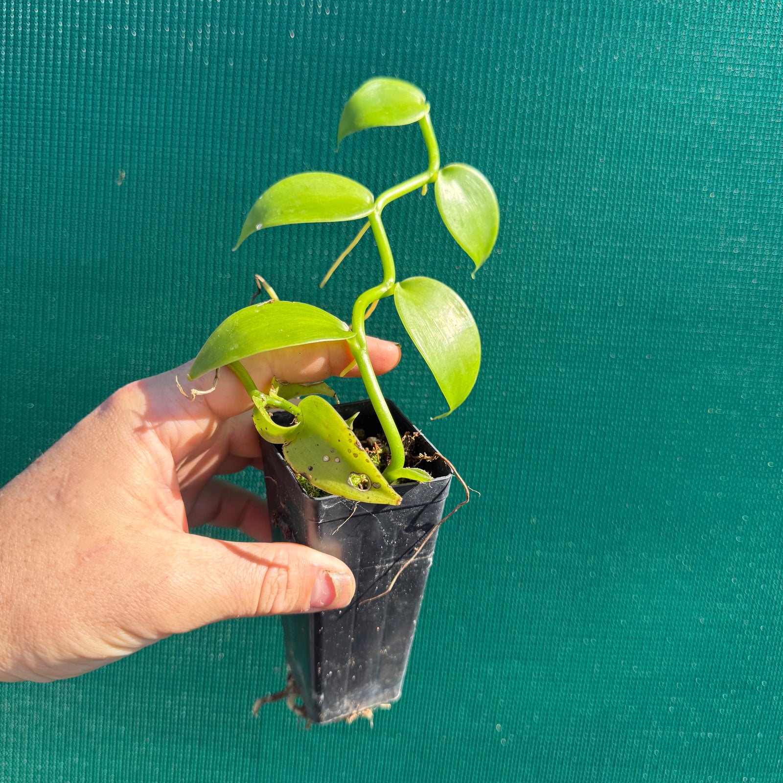 Vanilla Bean (Vanilla planifolia) NEW