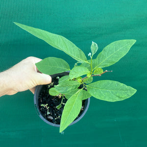 Custard Apple NEW