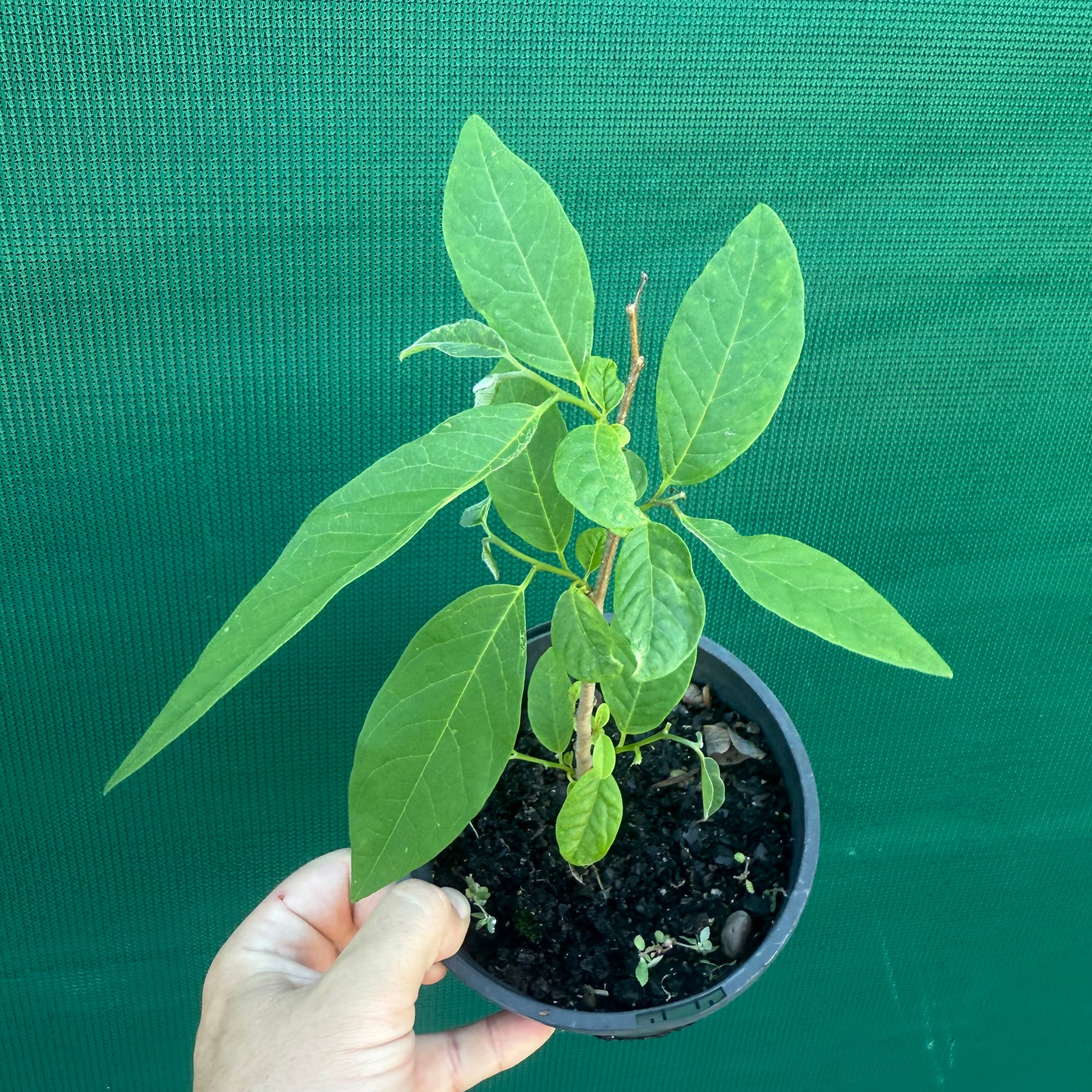 Custard Apple NEW