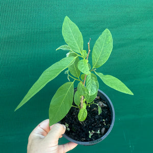 Custard Apple NEW