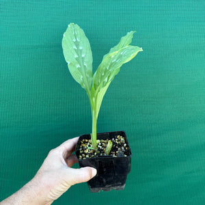 Round Root Galangal - Kaempferia rotunda NEW