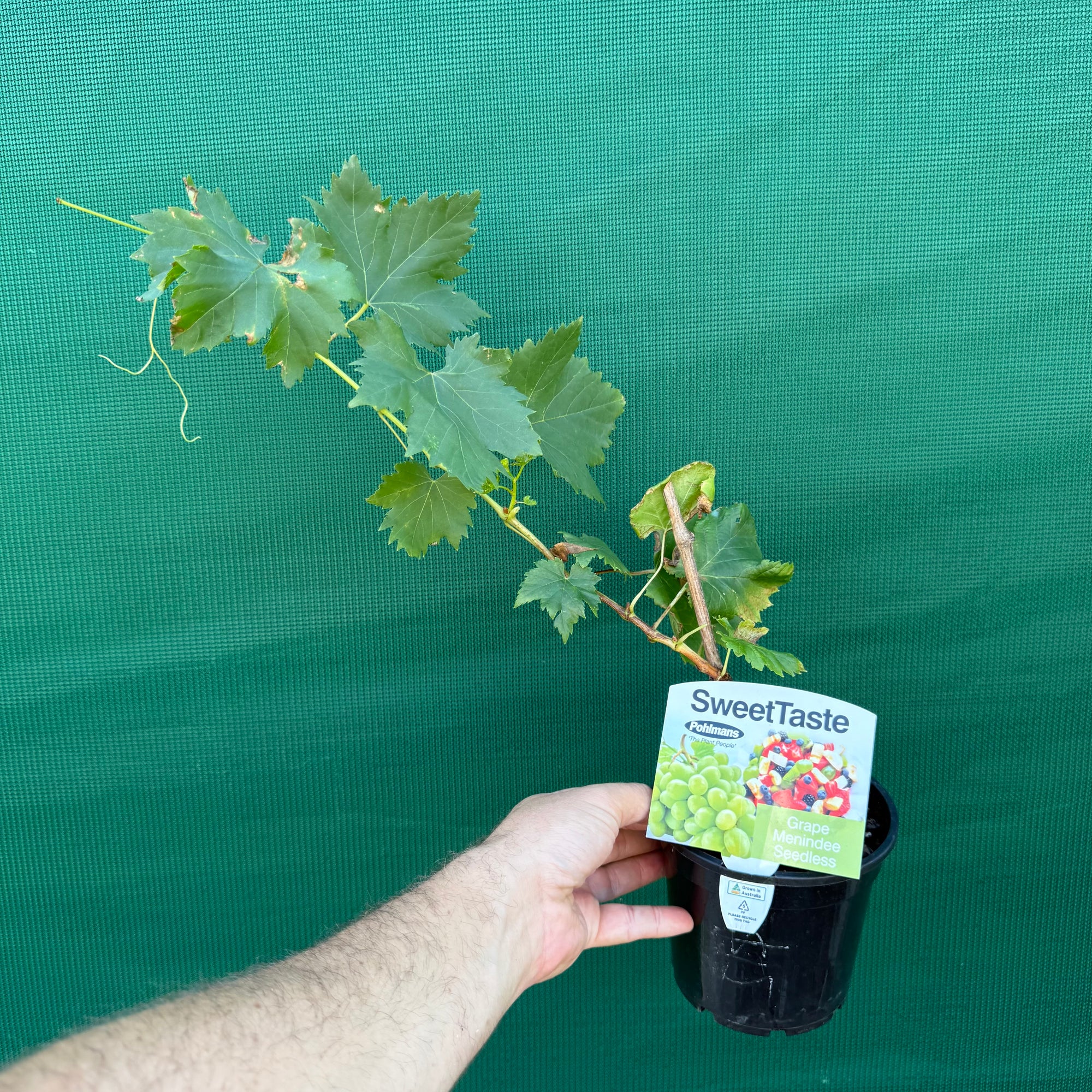 Grape ‘Minindee Seedless’ NEW