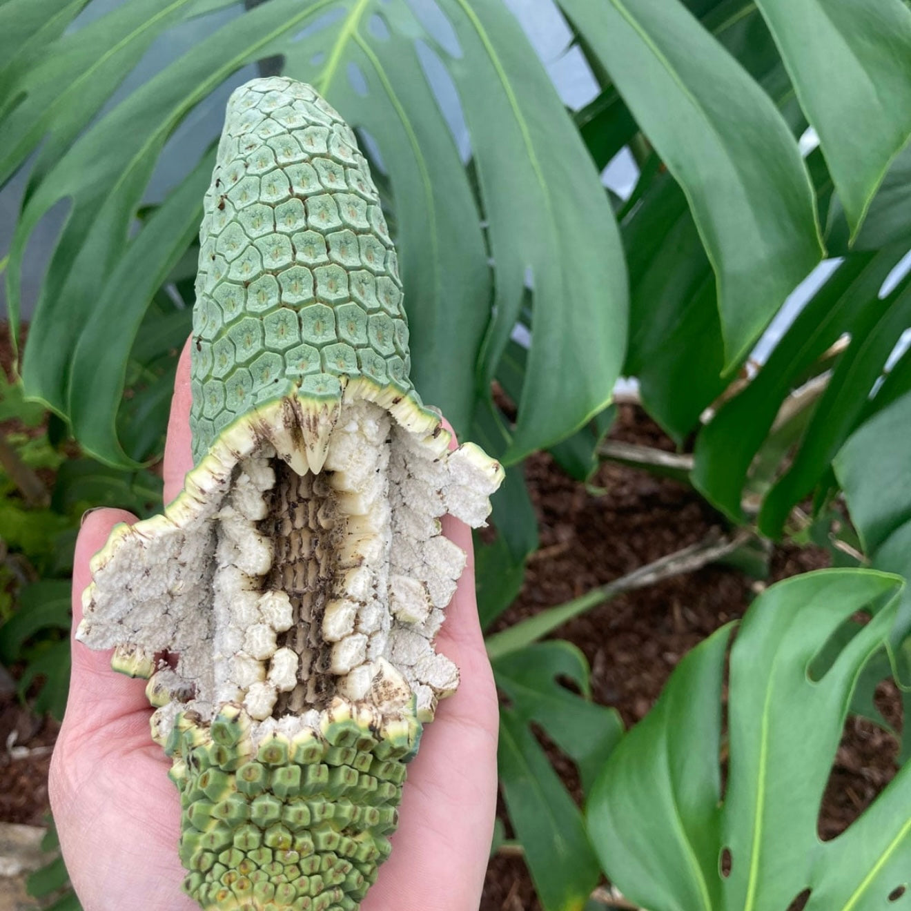 Monstera deliciosa ‘Fruit Salad’ NEW