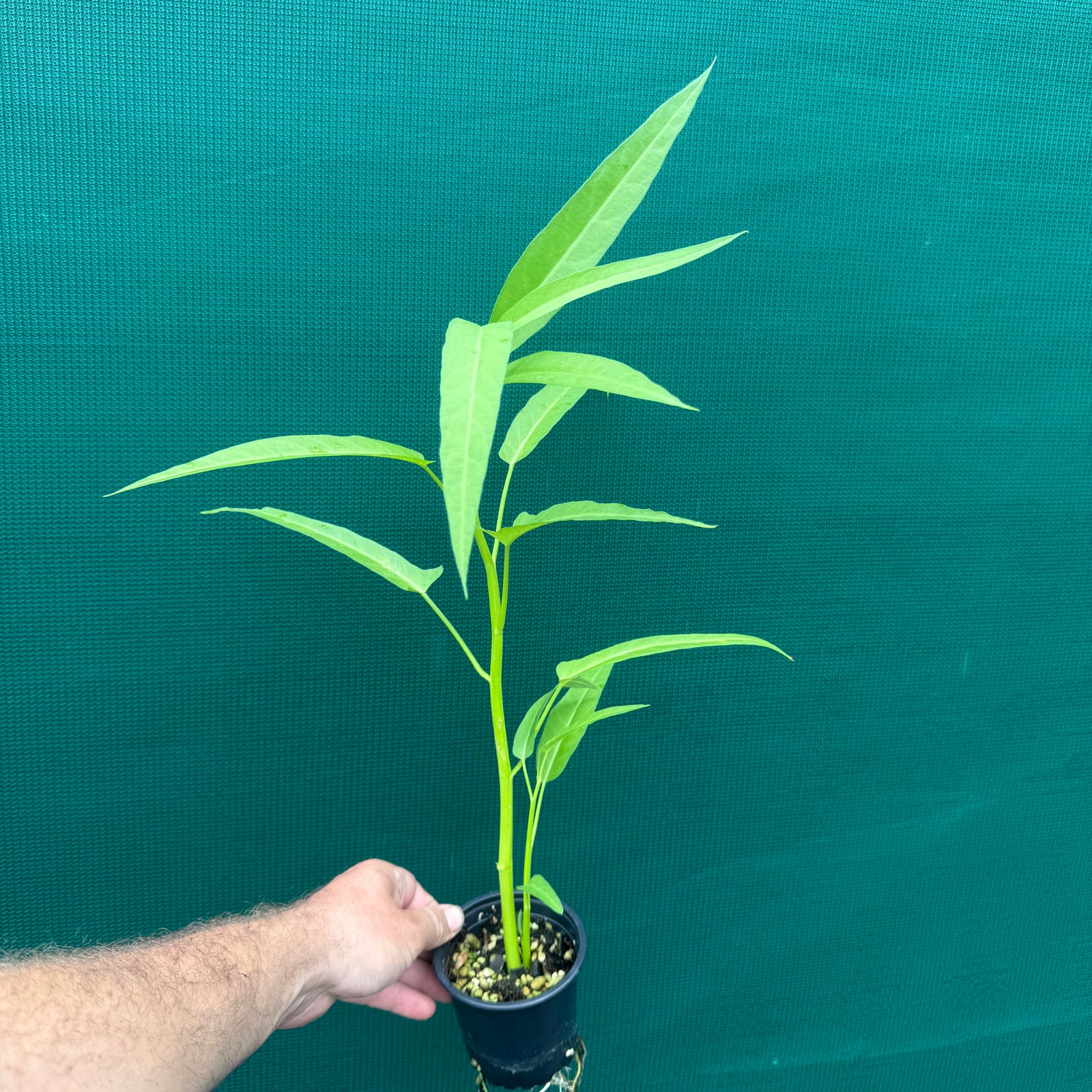 Kangkung - Ipomoea aquatica NEW