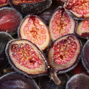 Sandpaper Fig (Ficus coronata) NEW