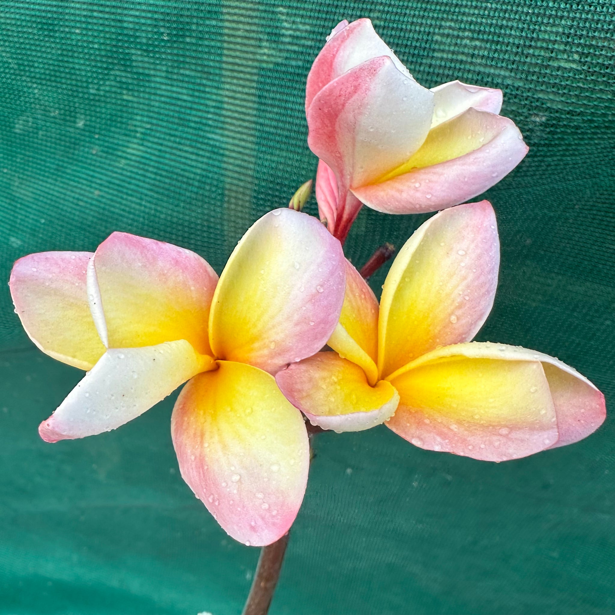 Frangipani - Col’s Cooktown Sunset - Edible Jungle Nursery