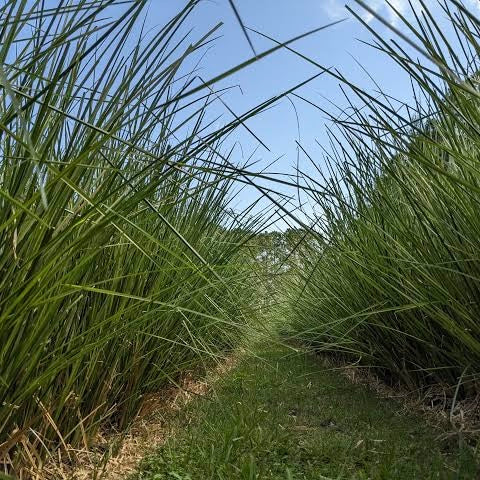 Vetiver Grass - Chrysopogon zizanioides