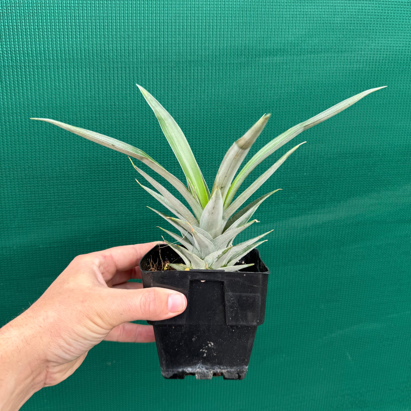 Pineapple ‘F180’ NEW