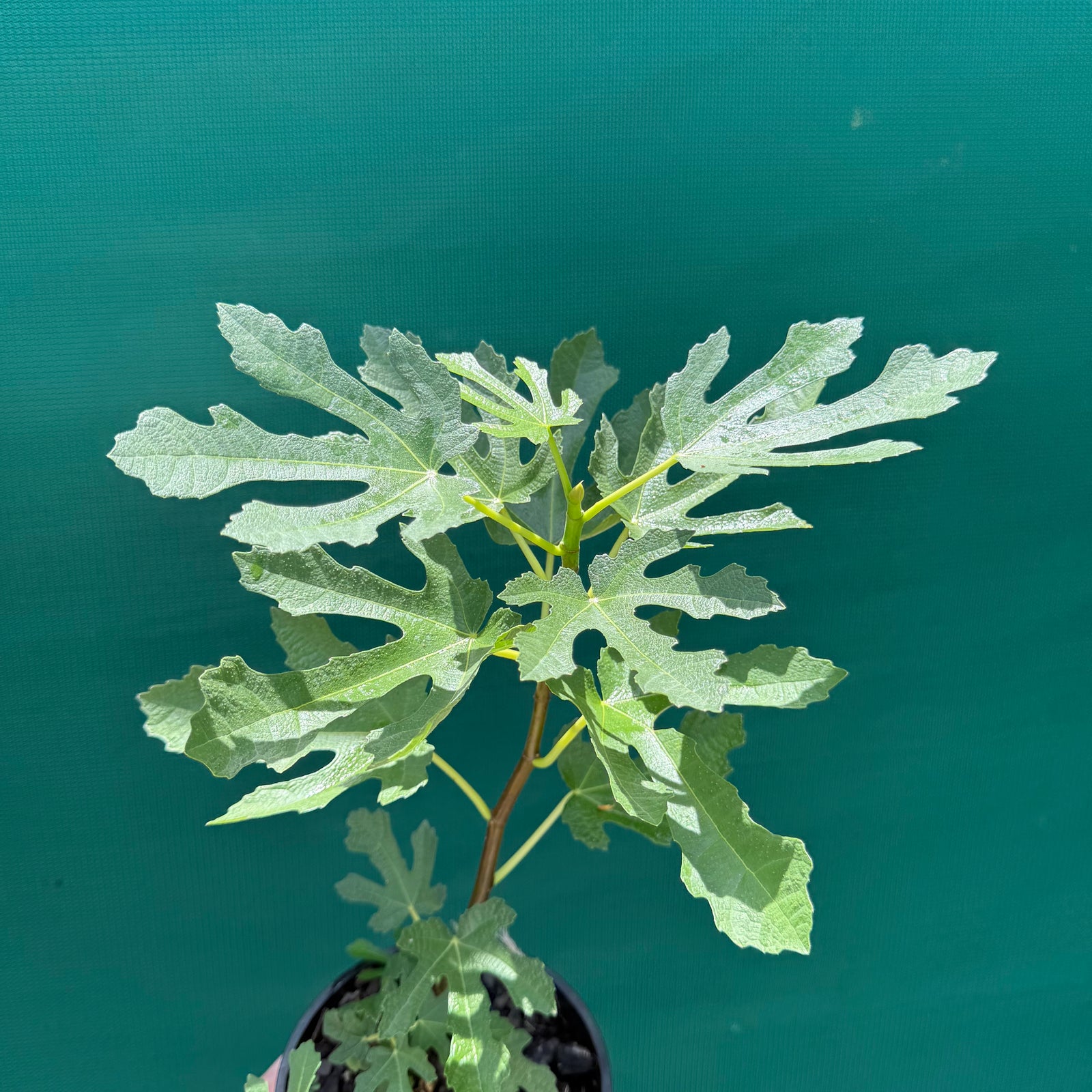 Fig Tree - Brown Turkey NEW