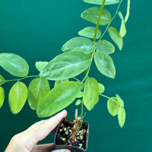 Sweet Leaf Bush - Sauropus androgynus NEW