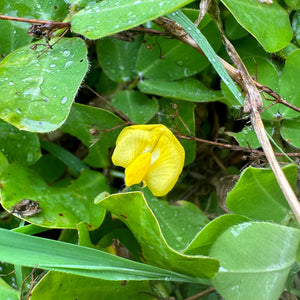 Pinto Peanut - Arachis pintoi NEW