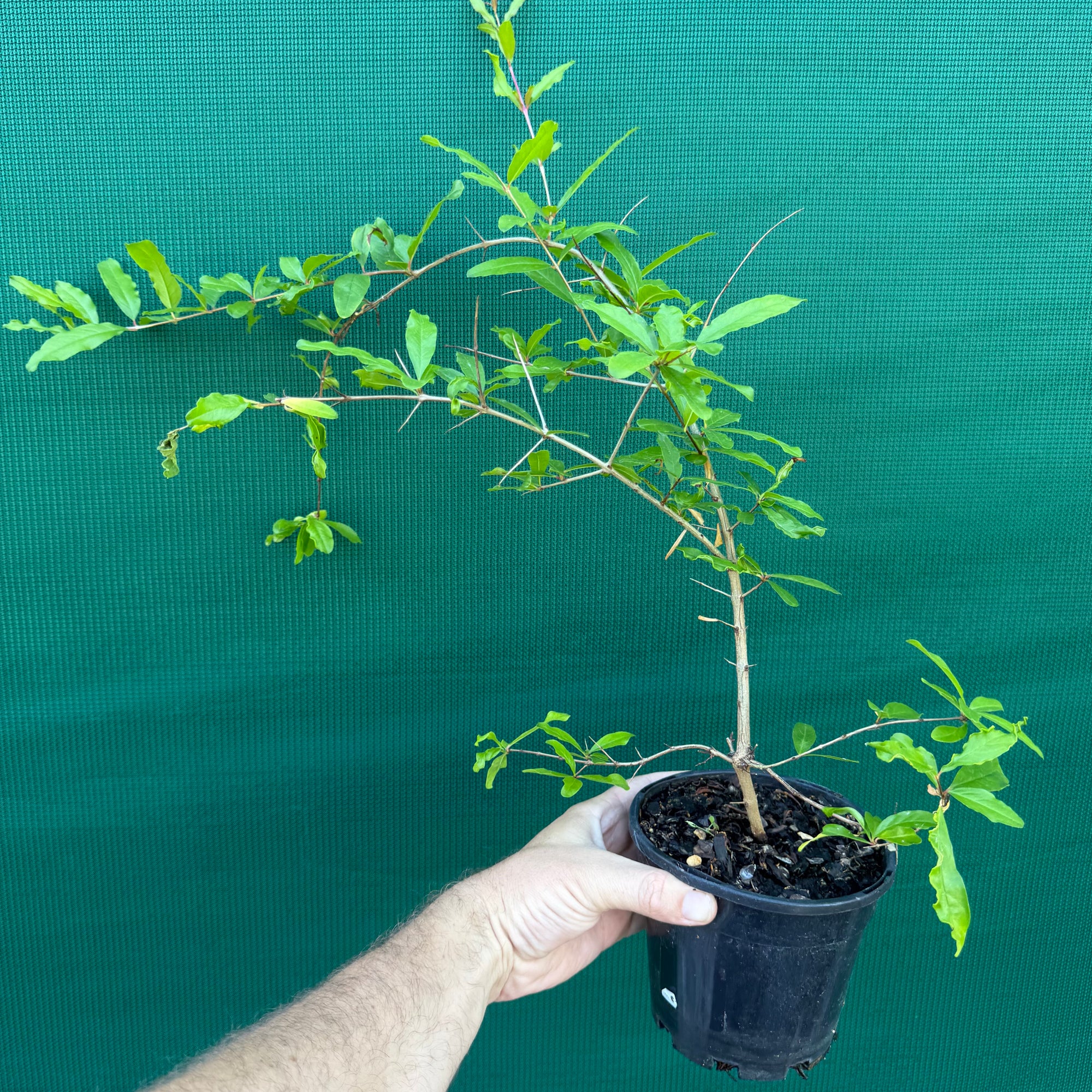 Pomegranate ‘Galusha Rosa’ NEW