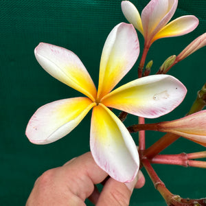 Frangipani - ‘EJN01’ NEW