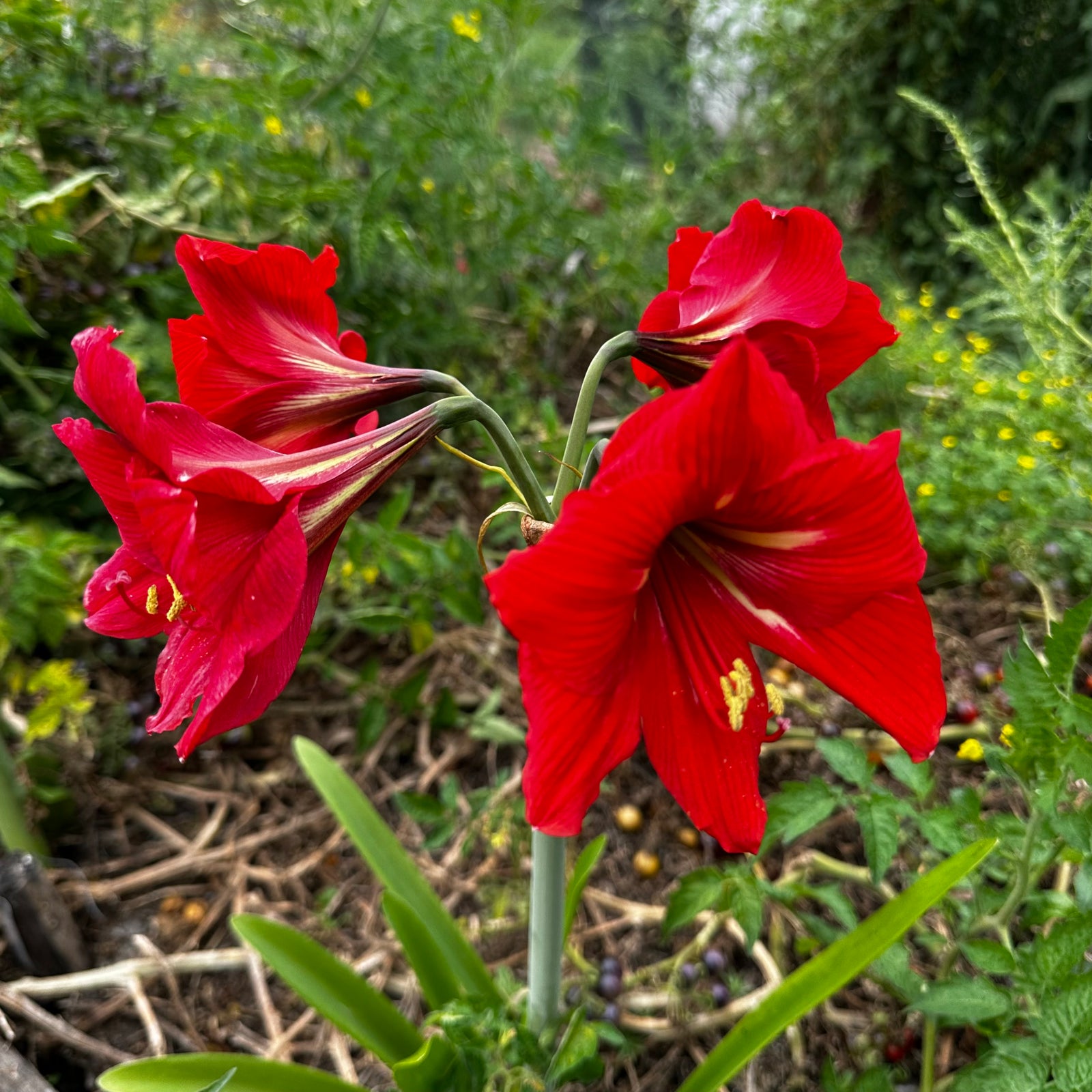 Hippeastrum ‘Amico Sonatini’