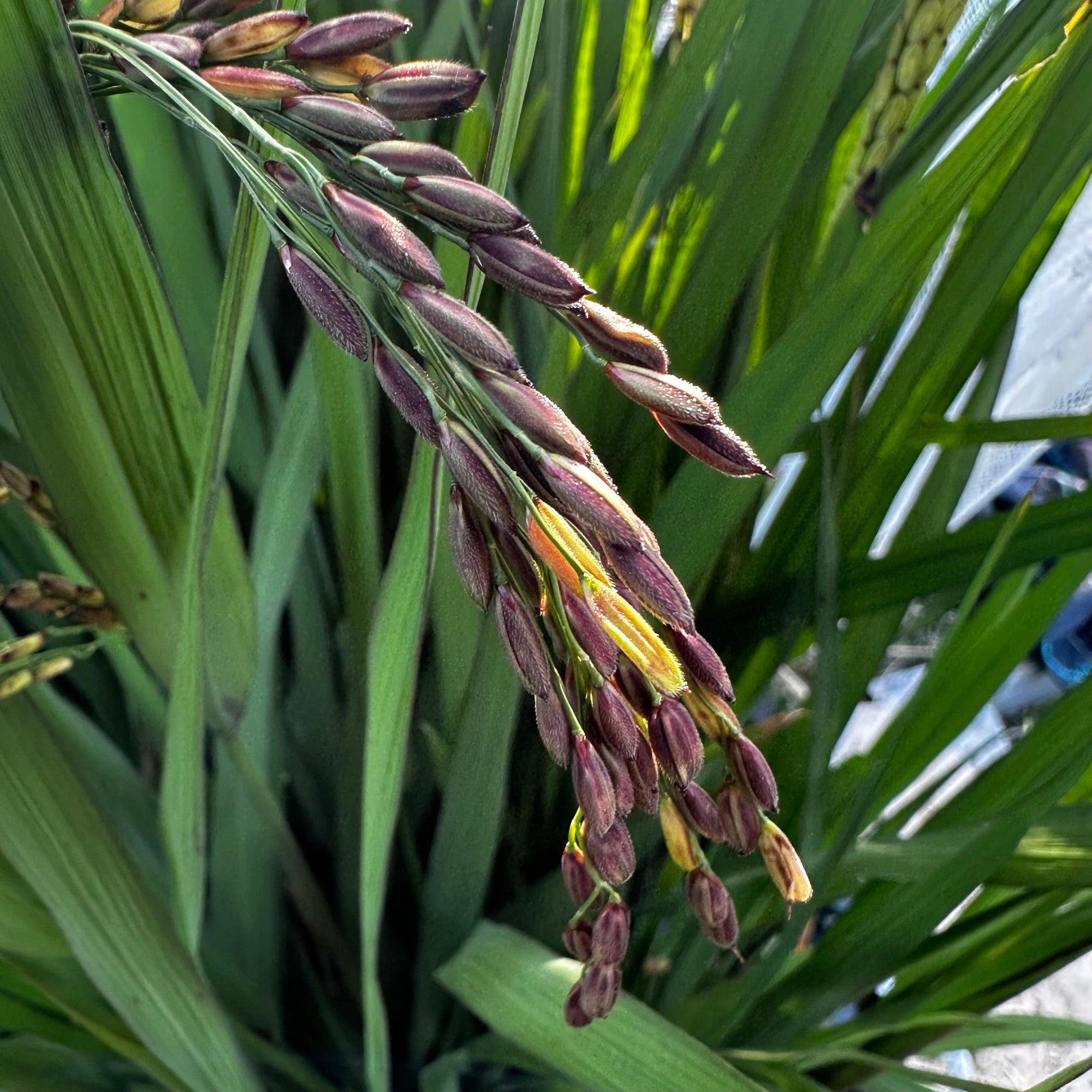 black rice seeds for planting Black Rice - Oryza sativa
