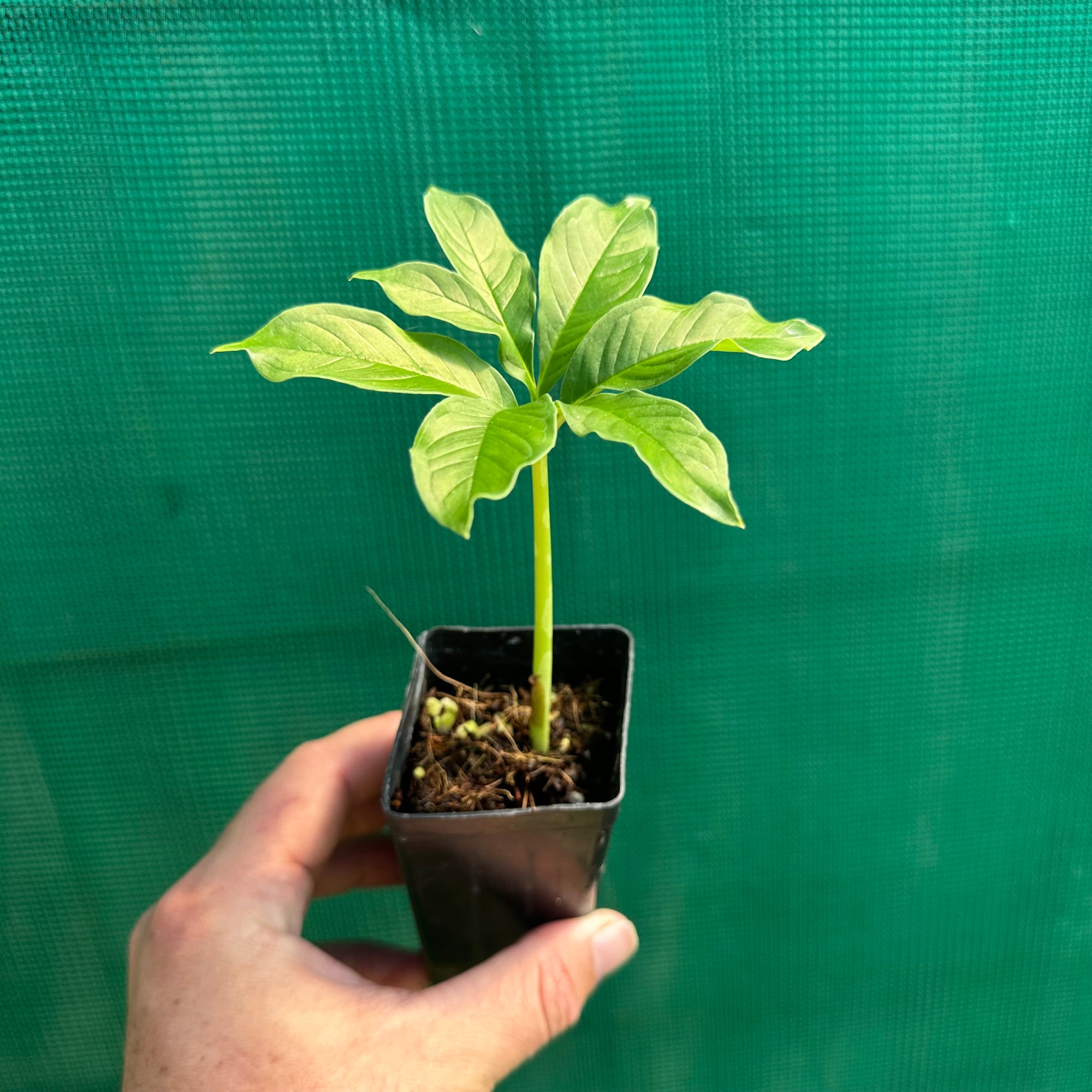 Elephant Foot Yam - Amorphophallus paeoniifolius NEW