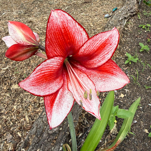 Hippeastrum ‘Charisma’