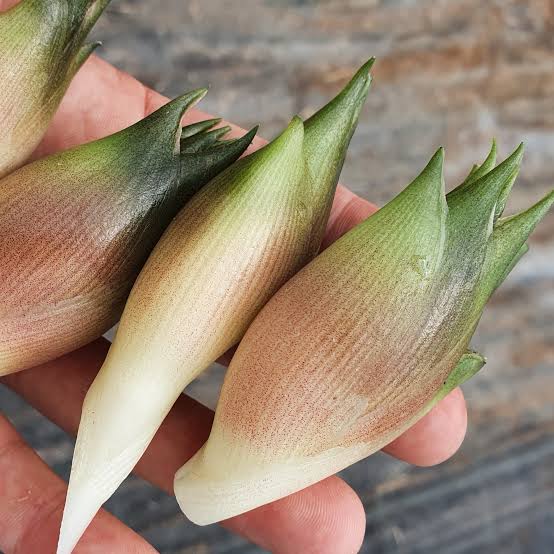 Japanese Myoga Ginger Zingiber Mioga NEW Edible Jungle Nursery japanese-myoga-ginger-zingiber-mioga-new-edible-jungle-nursery