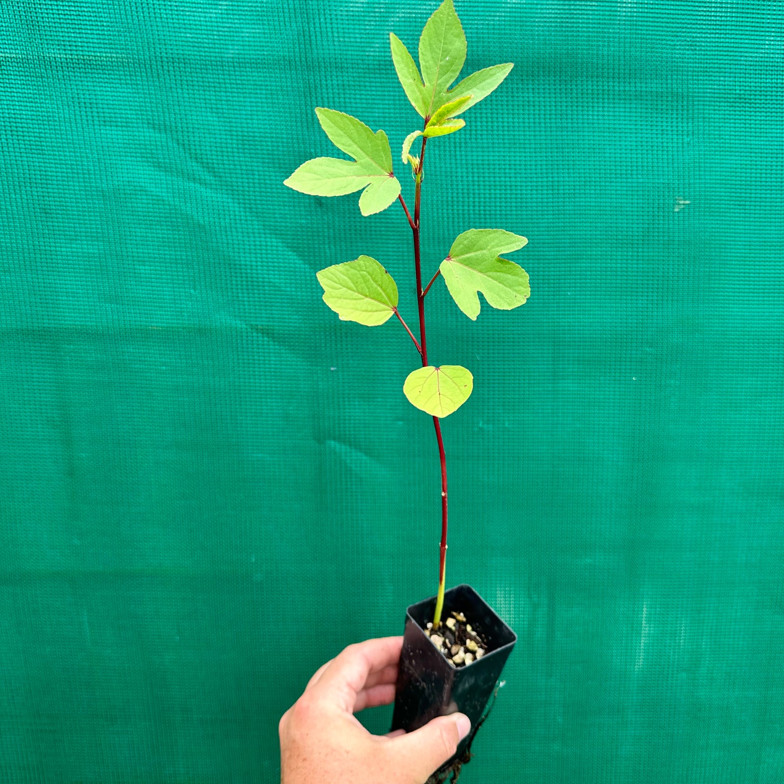 Rosella - Hibiscus sabdariffa