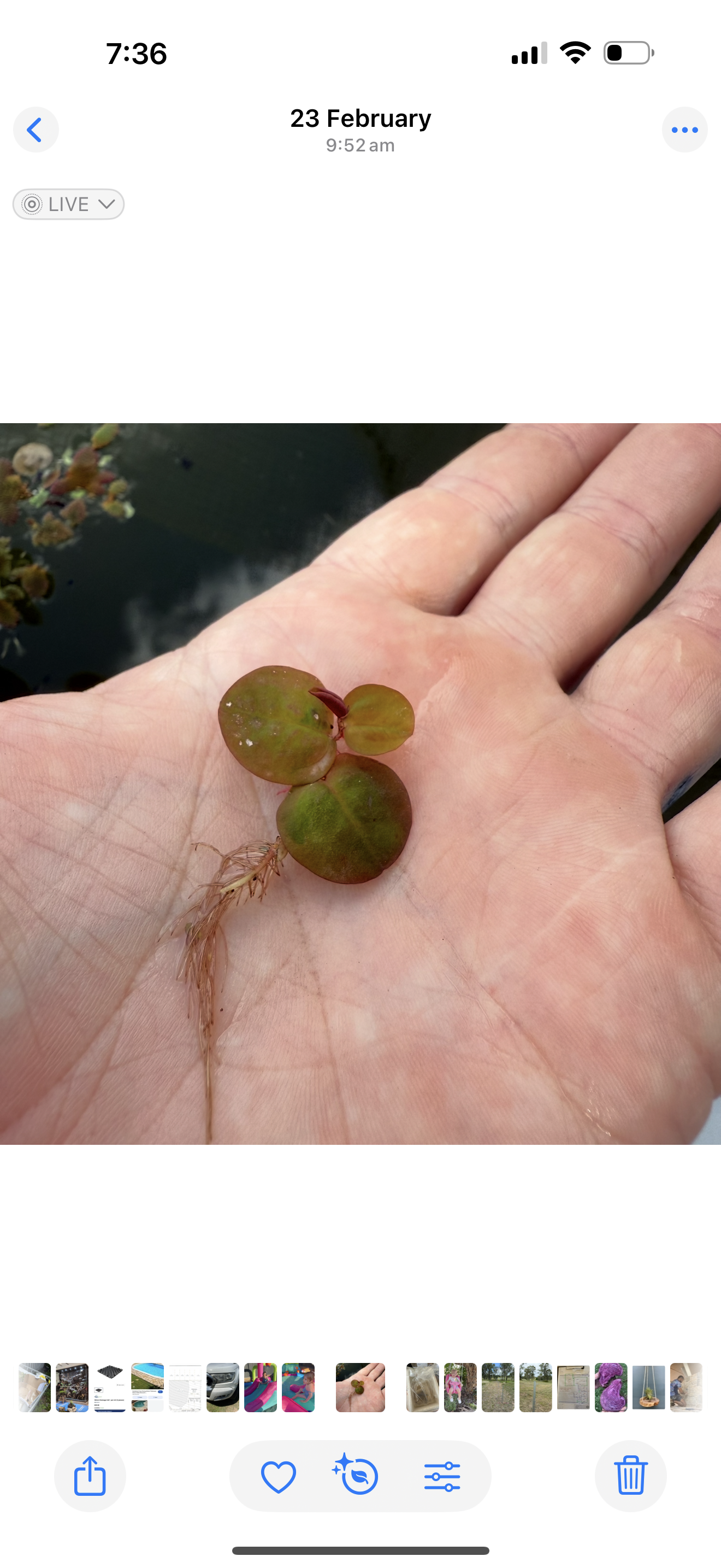 Red Root Floater - Phyllanthus fluitans NEW
