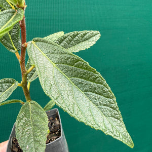 Sandpaper Fig (Ficus coronata) NEW