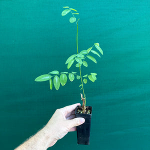 Sweet Leaf Bush - Sauropus androgynus NEW