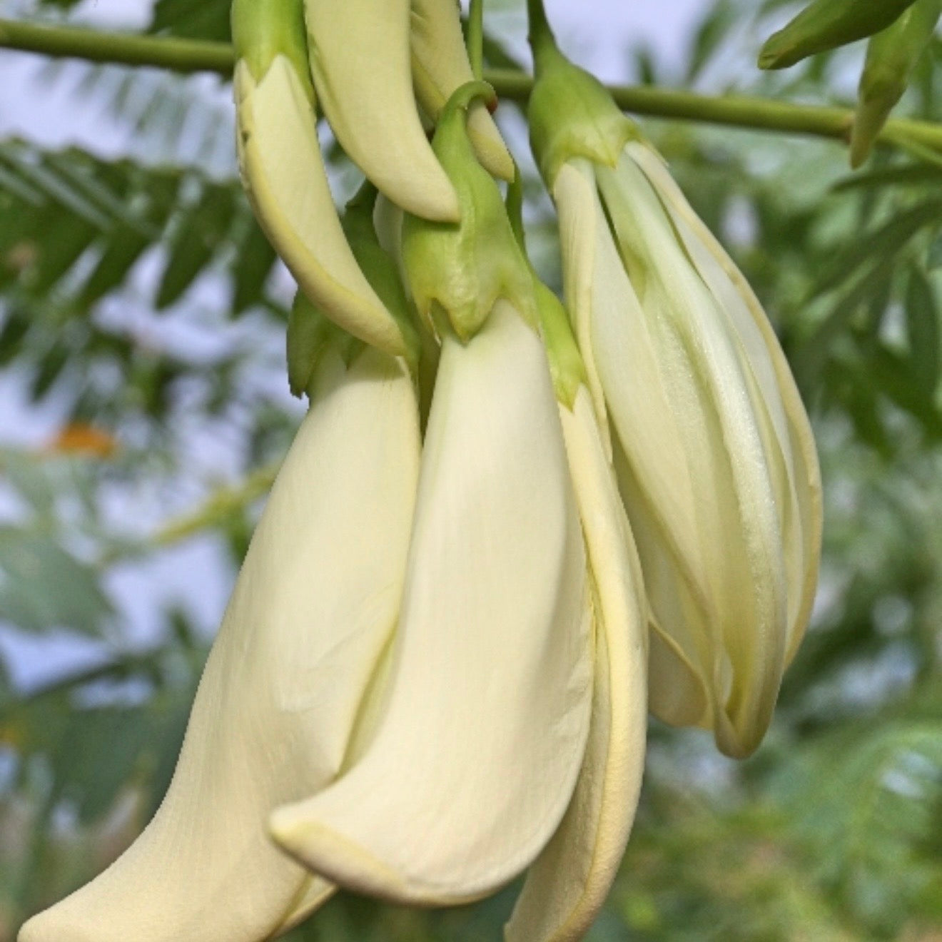 White Dragon Tree (Sesbania formosa) NEW