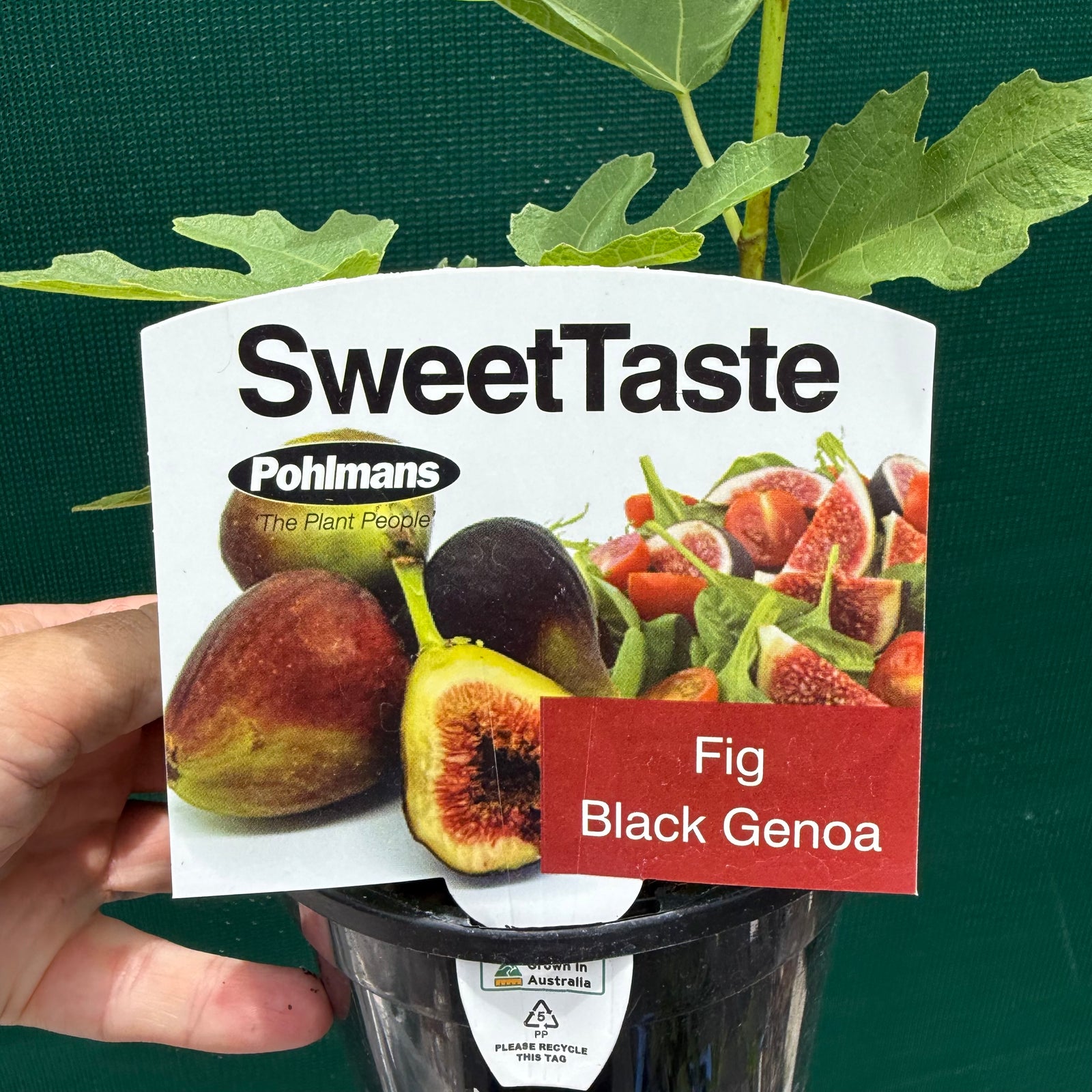 Fig Tree - Black Genoa NEW